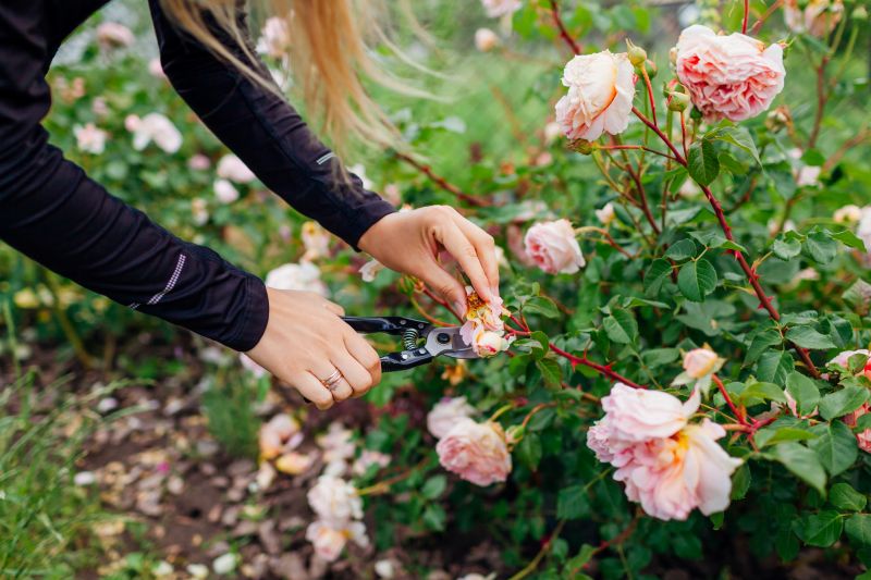 Knockout Roses Pruning in Ventura County, CA