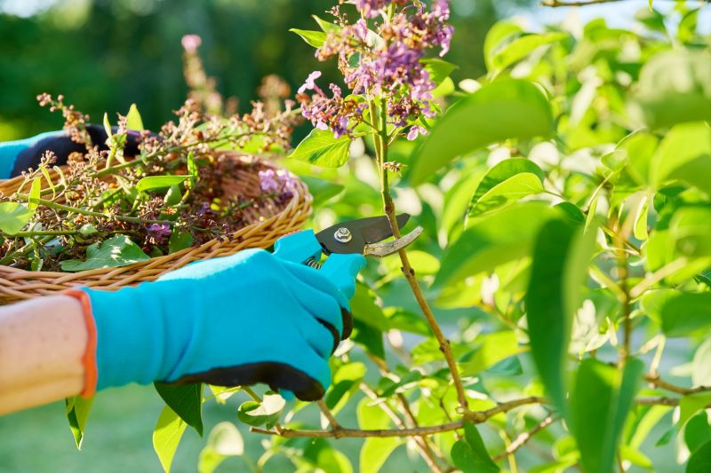 Landscape Pruning Service in Aiken, SC