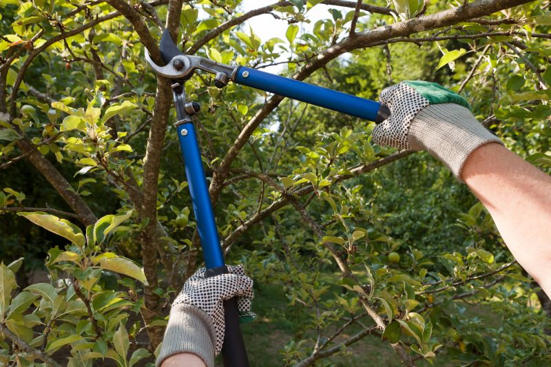 Limbs Trimming in Pottstown, PA