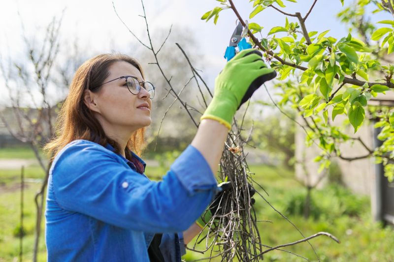 Peach Tree Pruning in San Jose, CA