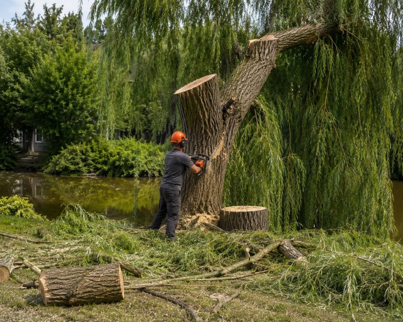 Willow Tree Removal in San Jose, CA