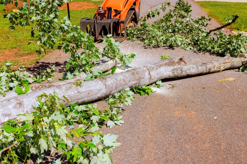 Apple Tree Removal in Aiken, SC