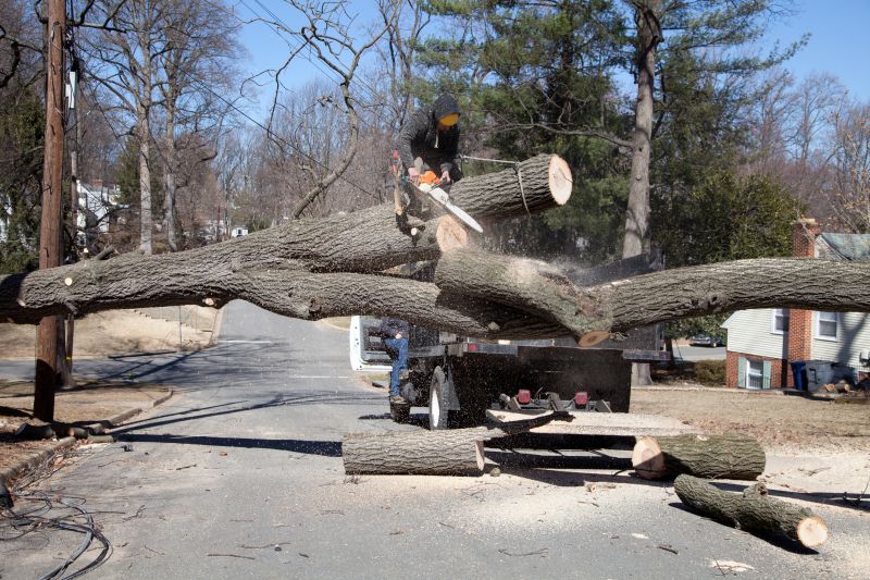 Apple Tree Removal in Aiken, SC