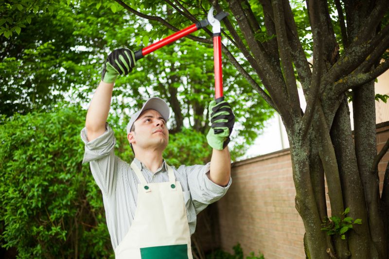 Beech Tree Pruning in Doylestown, PA