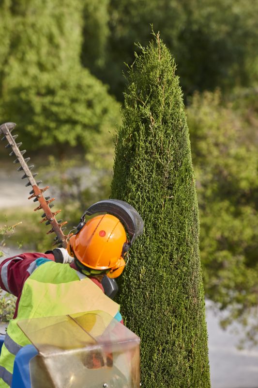Cedar Tree Trimming in Doylestown, PA