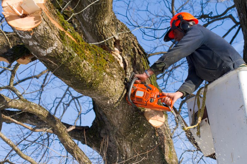 Cherry Tree Removal in San Jose, CA