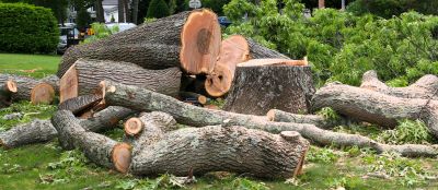 Commercial Tree Removal in Montgomery County, PA