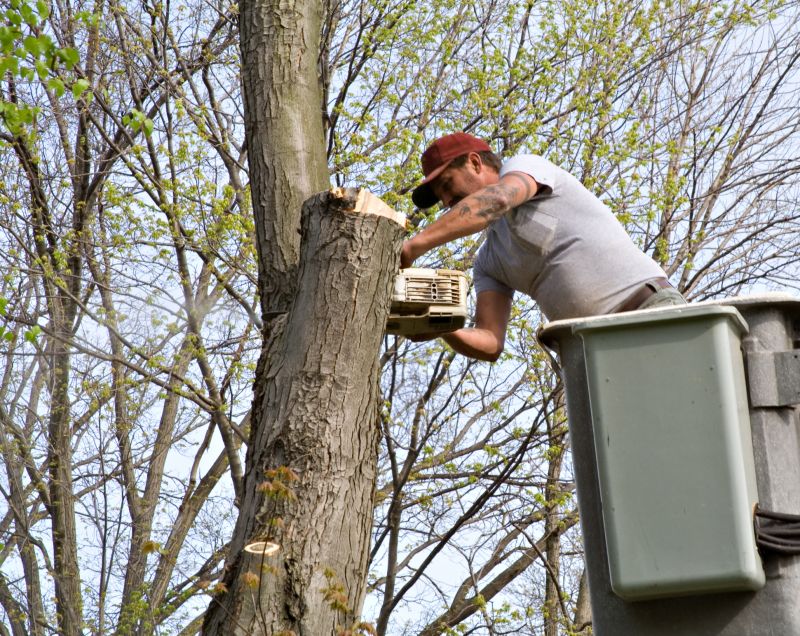 Tree Crown Shaping