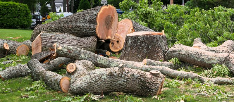 Dead Tree Removal in San Jose, CA