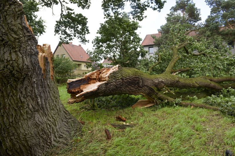 Elm Tree Removal in Bucks County, PA
