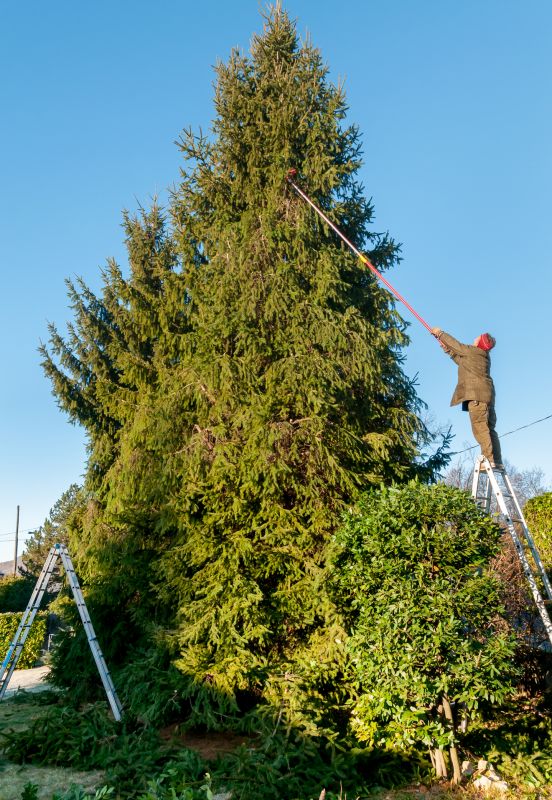 Hickory Tree Trimming in Reno, NV