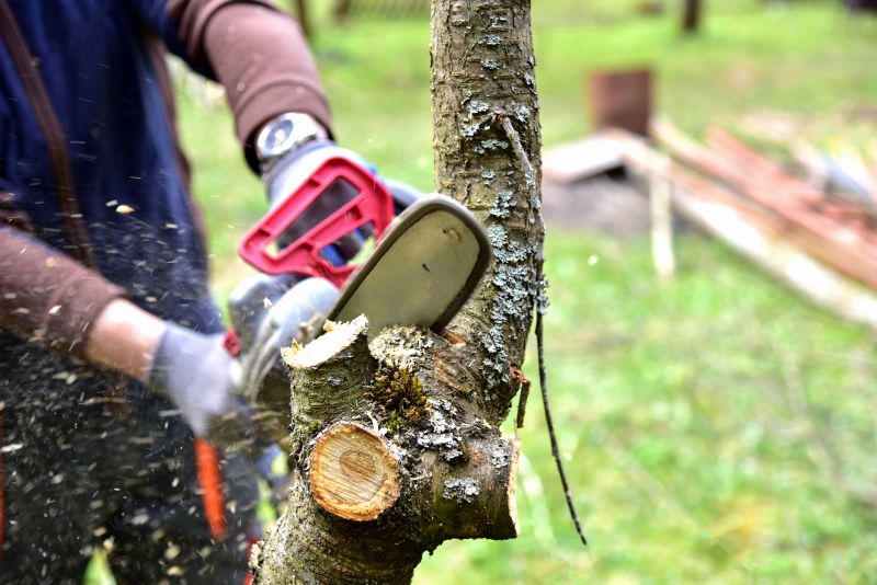 Hickory Tree Trimming in Pottstown, PA