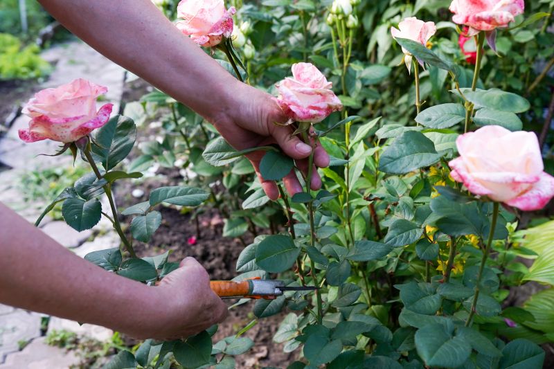 Knockout Roses Pruning in Honolulu, HI