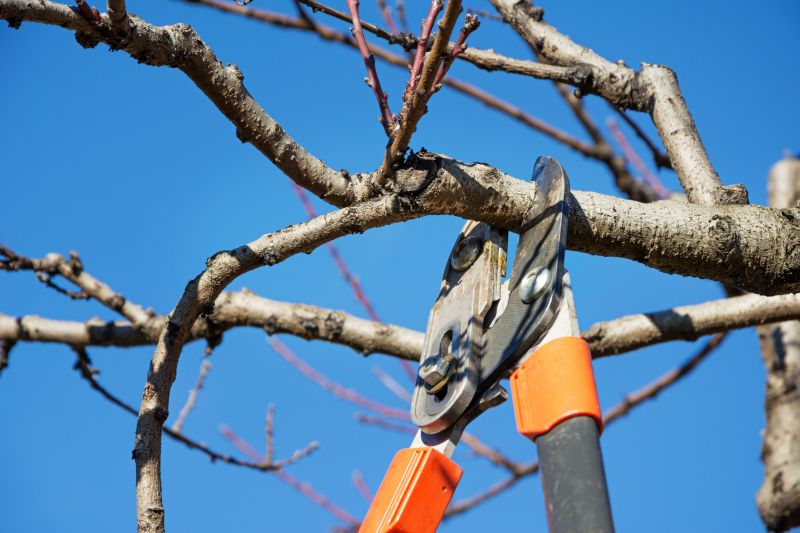 Limb Pruning in Allentown, PA