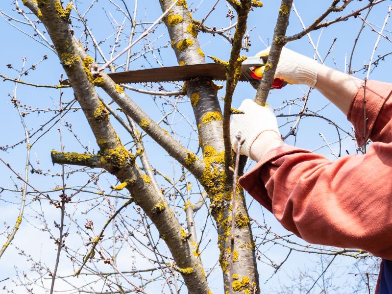 Limbs Trimming in San Jose, CA
