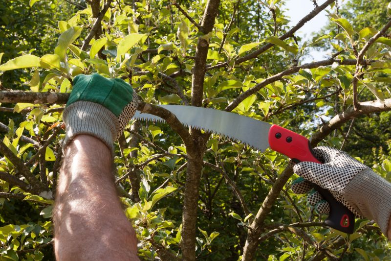 Orchard Tree Pruning in Allentown, PA