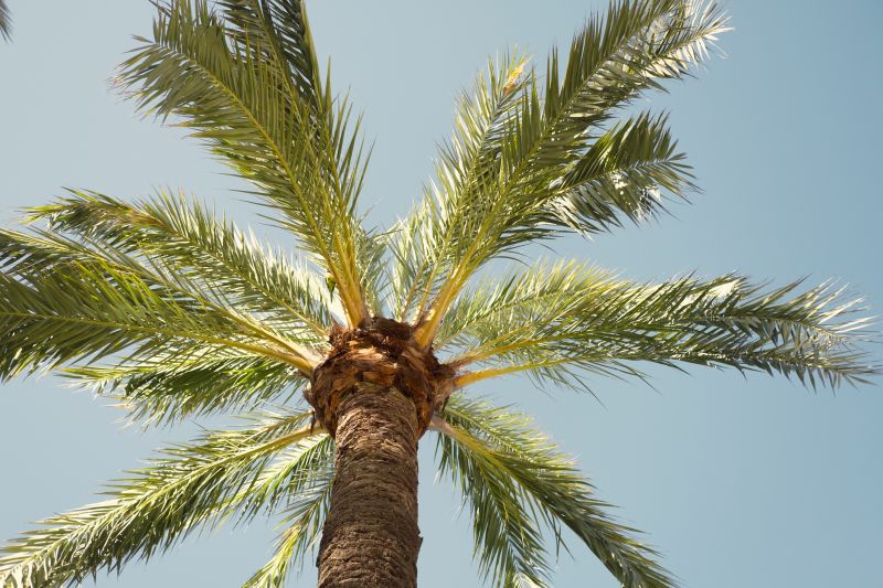 Palm Tree Trimming in Allentown, PA