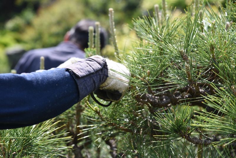 Pine Tree Trimming in Allentown, PA