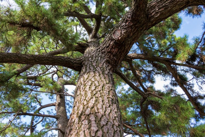 Pine Tree Trimming in Doylestown, PA