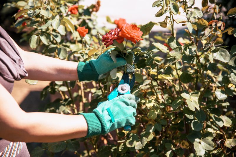 Rose Bush Pruning in Rockwall, TX