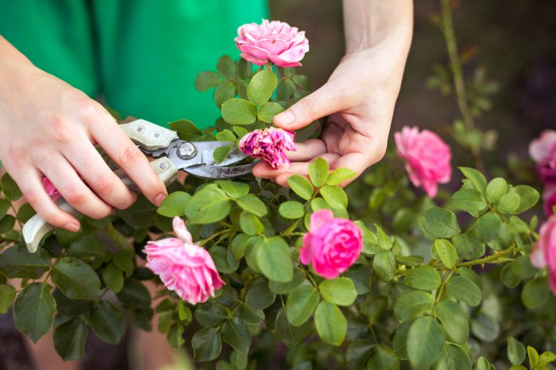 Rose Bush Pruning in Ventura County, CA