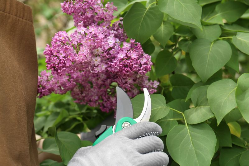 Shrub Pruning in Aiken, SC
