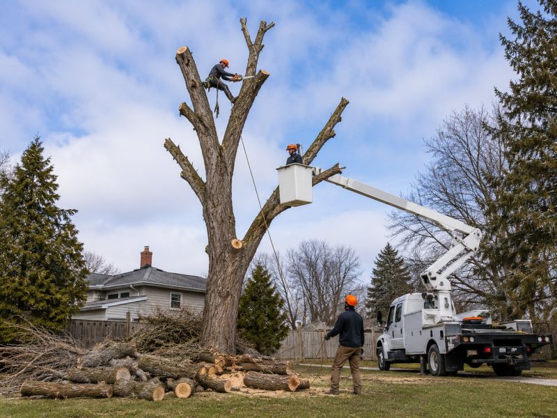 Spruce Tree Removal in Doylestown, PA