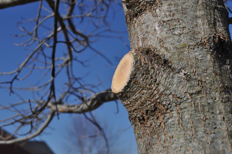 Tree Canopy Thinning in Reno, NV