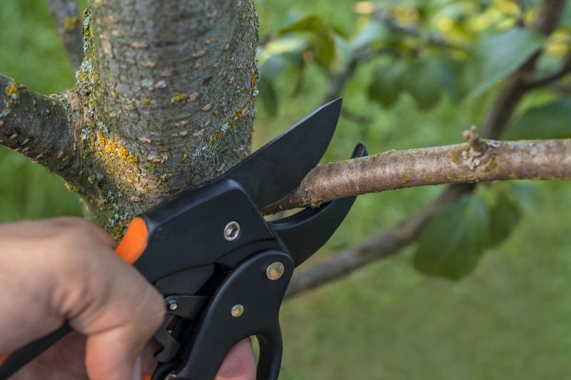 Tree Pruning in Pottstown, PA