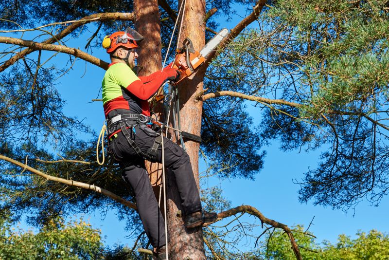 Tree Service in San Jose, CA