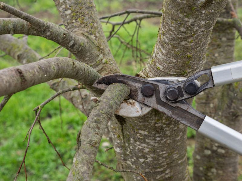Tree Shearing in San Jose, CA