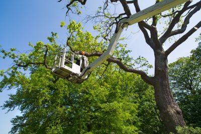 Remove Branches Safely!